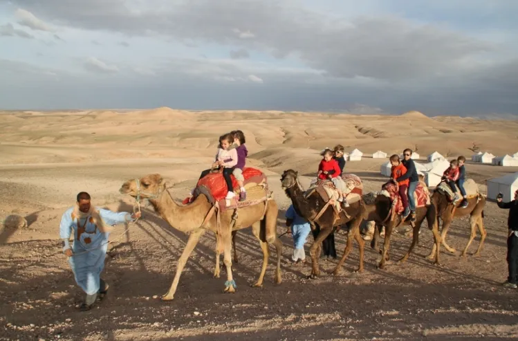 Camel Rides of Group of Families in Desert of agafay