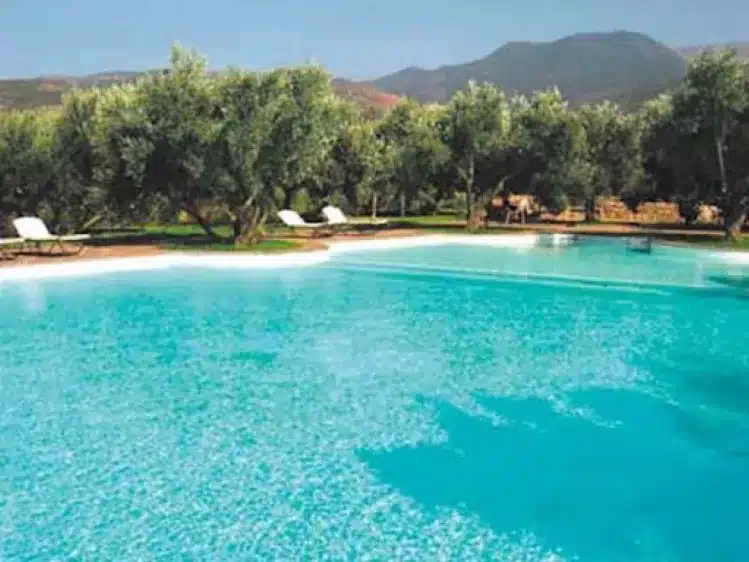 A large swimming pool surrounded by olive trees